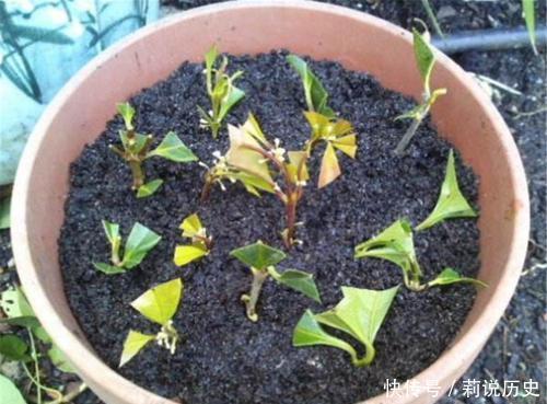 路边碰到修剪2种花,讨点枝条带回家,扦插成盆栽开花美极了!