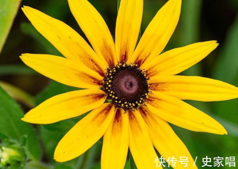 10种菊花品种看看你见过多少