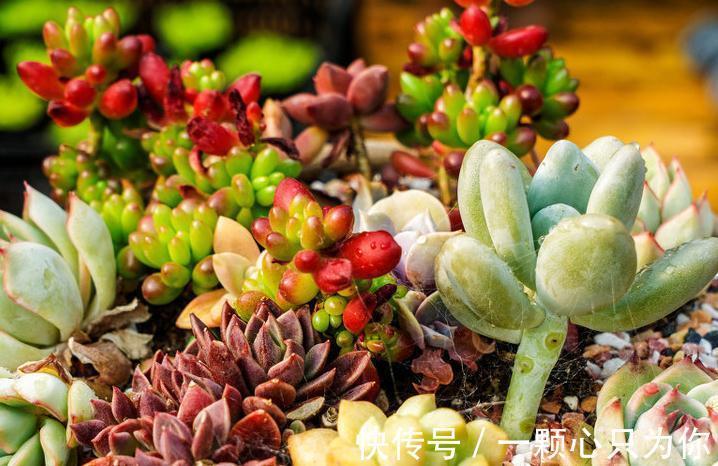 适合新手种植的四种多肉,随便放着都能长,不浇水也可以
