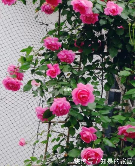 游行|不容错过的一款藤本月季，颜色靓丽长势旺，轻松开出一片花墙