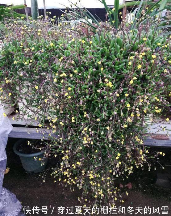 盆栽多肉紫玄月侧重这3小技巧，好看又好养，秋冬疯长新茎叶