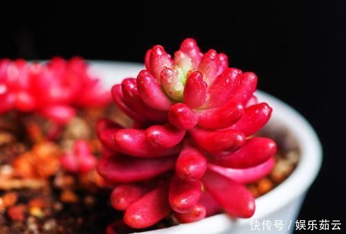 给多肉上色的秘密,学会了,再不担心多肉不好看