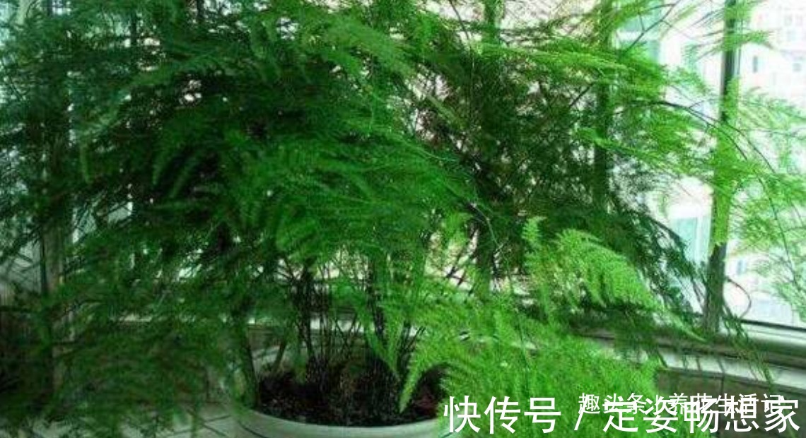 文竹枝叶枯黄，改善“3个”关键处，新芽萌发绿油油！