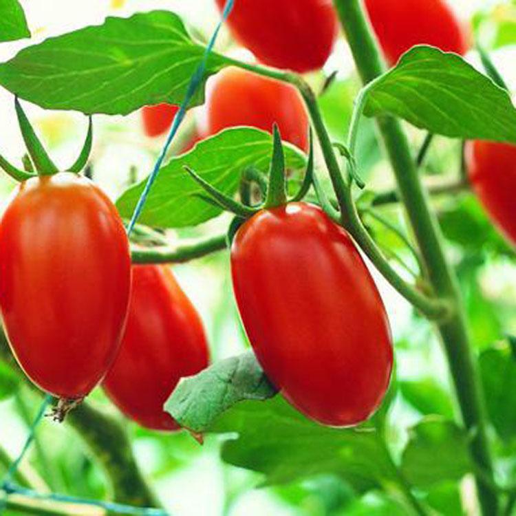 美容养颜|脾胃是身体之本,常吃3种食物,健脾养胃,滋阴降火