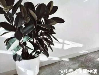 有型|橡皮树有个“贱毛病”!越剪越有型,越剪越好看,赶紧学!