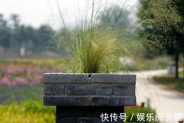 任我行!墙头草诗词22首只因体弱不禁风,翻作人间摇摆笑