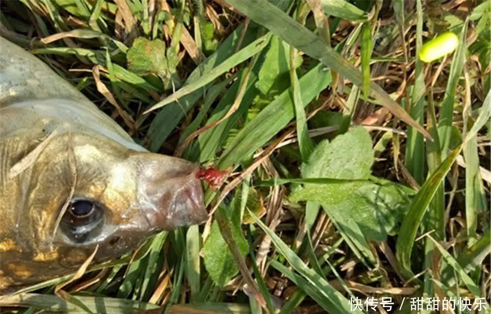 春季钓鲫鱼,试试民间这种钓法,只要有鱼上钩,就是大鲫鱼!