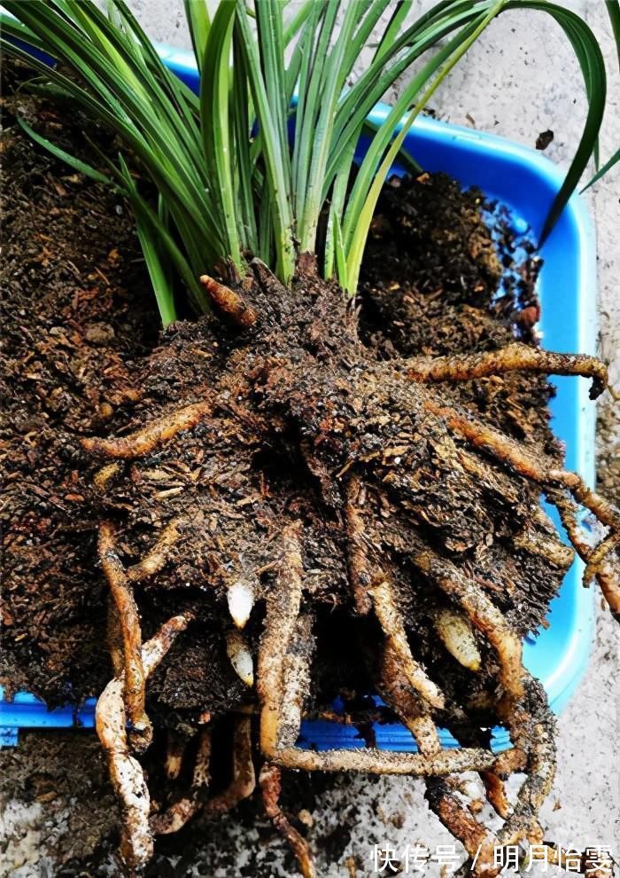 事项|养兰花要定时换盆，脱盆、修剪、上盆及养护，每步都有注意事项