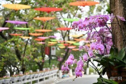 广州|赏花啦！广州大片花海呈现繁花盛景