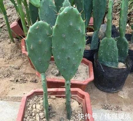 盆栽|嫁接、盆栽蟹爪兰该注意什么2步管理到位,茎叶嗖嗖花开不停