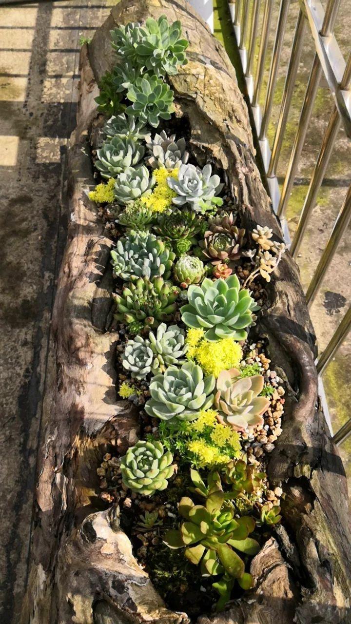 山上捡个大树桩,火烤一遍种多肉,3天服盆1年变老桩!