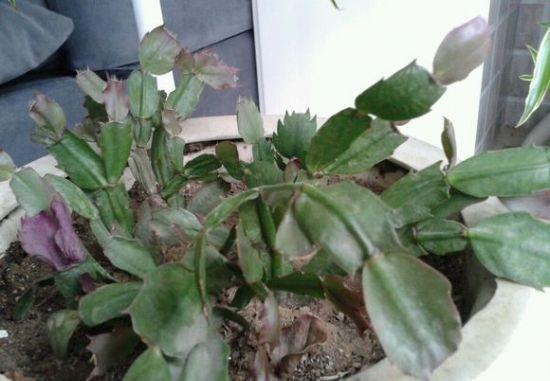 度夏|蟹爪兰掉叶子?2个“原因”解决好,叶子肥厚,度夏无压力