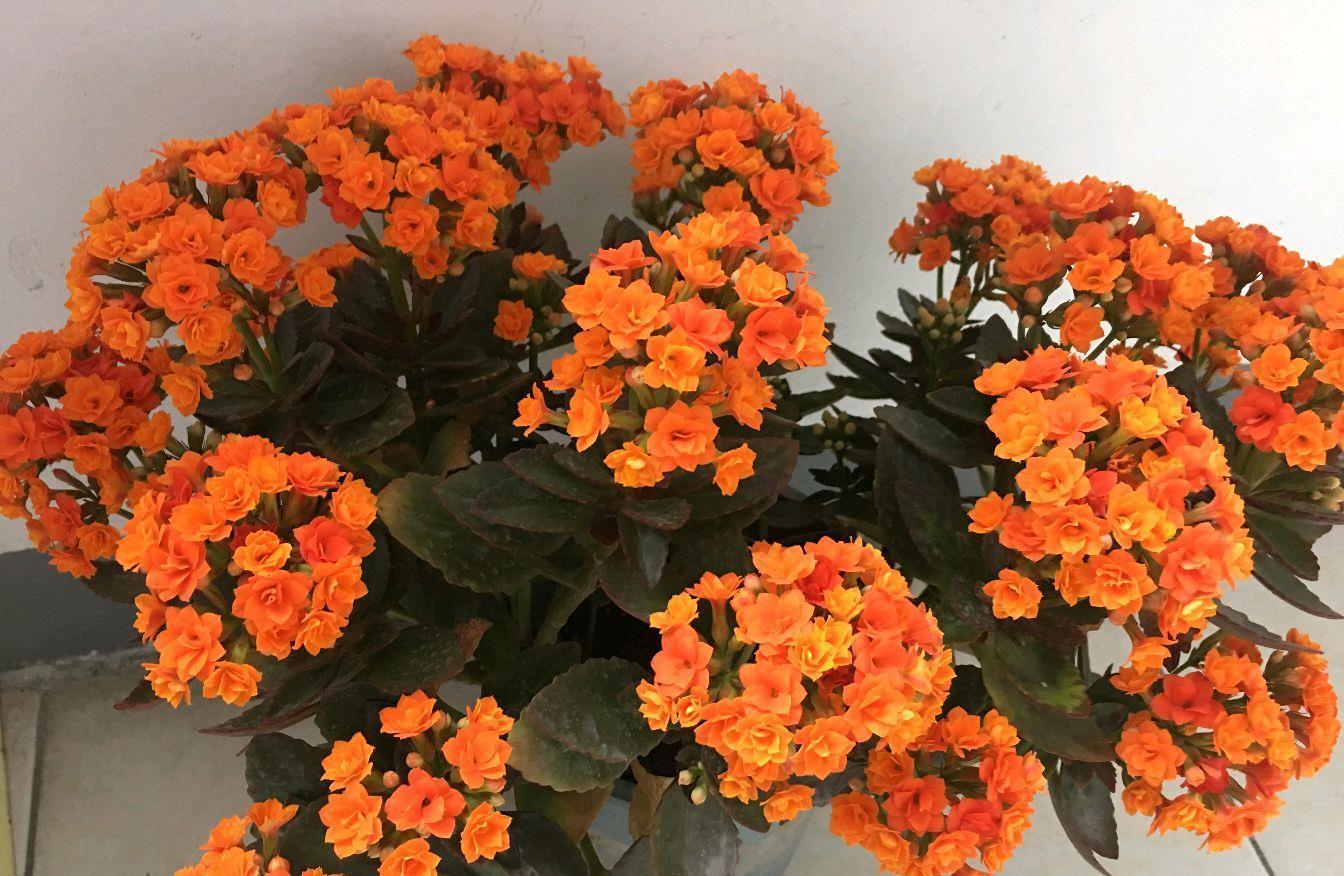  磷酸二氢钾|长寿花的花苞上色了还能喷磷酸二氢钾吗？磷酸二氢钾不是随便用