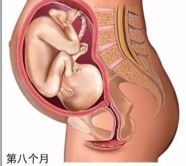 怀孕8个月，胎宝有这些变化，你可知道？做好6点助胎儿顺利出生