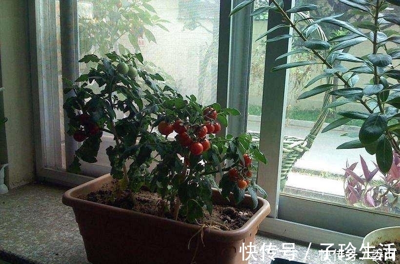 水果|盆栽水果就选这三种,好看又好养,以后水果不用花钱了