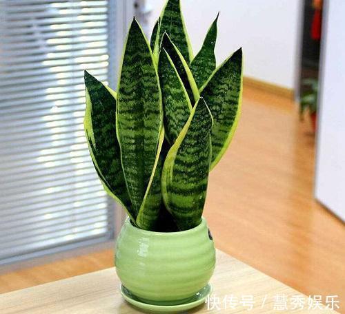 这3种花要“穷养”，盆小水少长得好，爆出侧芽养成老桩盆景