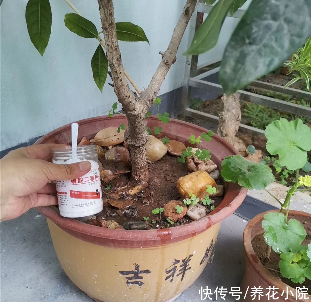 茶花|家里养2种花，6月以后切记别修剪，不然没花看