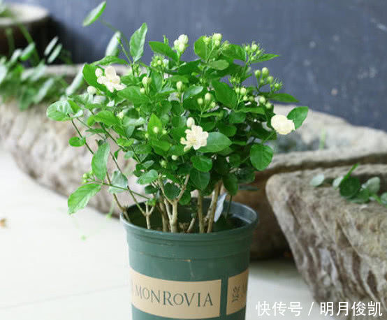 茉莉花最简单的繁殖方法,一个枝条就可以繁殖几棵,一学就会