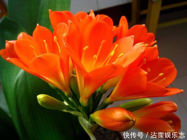 剑叶石蒜|君子兰是“懒汉”，要懒养，不黄叶不烂根，年年开花多，美呆了