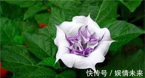 曼陀罗花|“蒙汗药”的成分原来如此简单，解药连小孩都见过，你真的了解吗