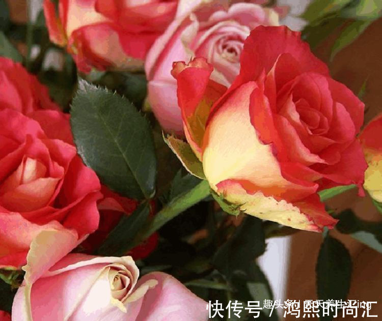 彩纸|客厅养花,不如养“优良玫瑰”彩纸口红,花开似唇彩,鲜艳夺目