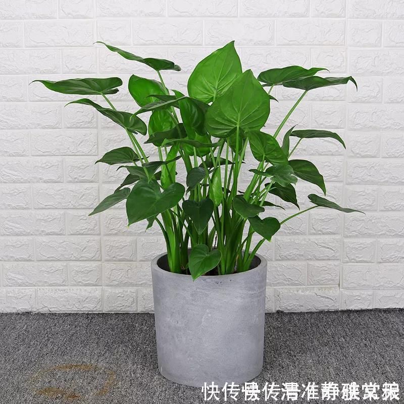 马蹄莲|4种有害的花不能放客厅,家有老人小孩要注意,赶紧清理掉