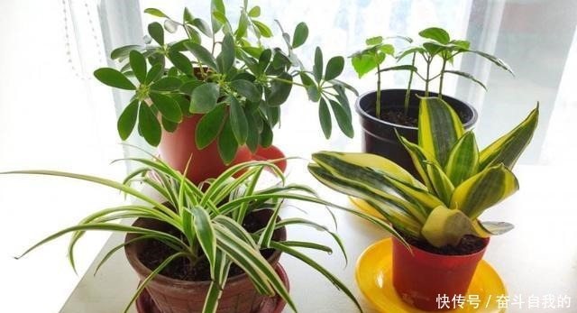 别再稀里糊涂养花了，这些基础常识，很重要！