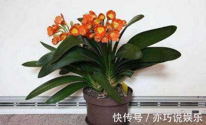 君子兰土|君子兰盆里加点东西,养几十年都不会烂根,年年都能开花爆盆