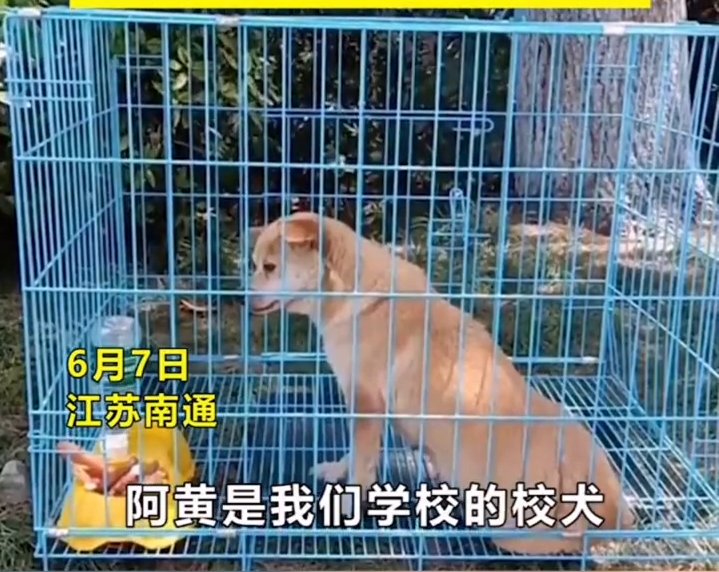 高考|一脸不开心！为防止打扰考生 流浪校犬高考期间被关禁闭