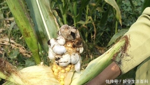 不间断|玉米杆上长满“瘤”后,身价暴涨不间断,收购商:一根难求!