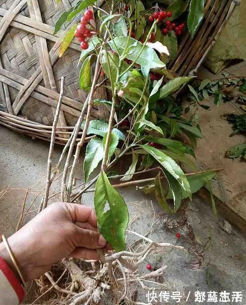 农村|灌木丛里的小红果,过去摘来当零食,殊不知是珍贵的“黄金万两”