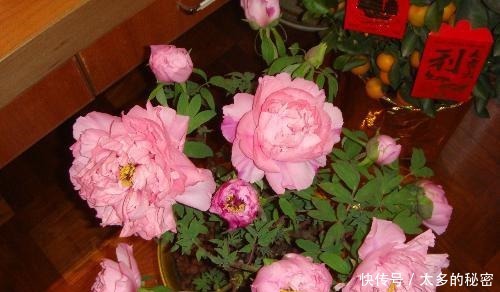 名花|被誉为我国十大名花之首,花色艳丽,香味扑鼻,雍容华贵还好养!