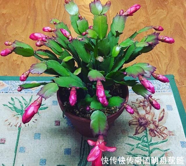 君子兰、蟹爪兰不开花,盆里加水加药,入冬就开花