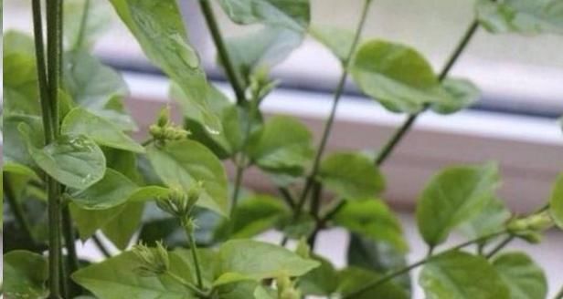 茉莉花秋天怎么养教你一招,开花比夏天还多