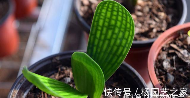 养殖君子兰，浇水是养护中重要一环，从这几个方面来掌握浇水方法