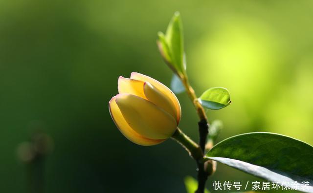 腐殖土|这花只开一半花,香味却能飘老远,养在家里闻花香