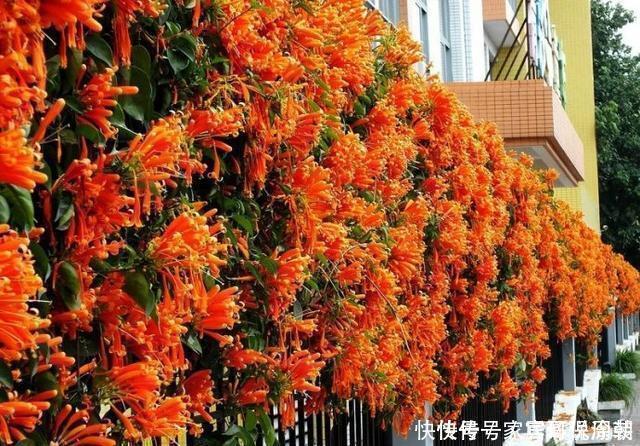 等我们老了，买一处院子，种上4种花，在花海里看花开