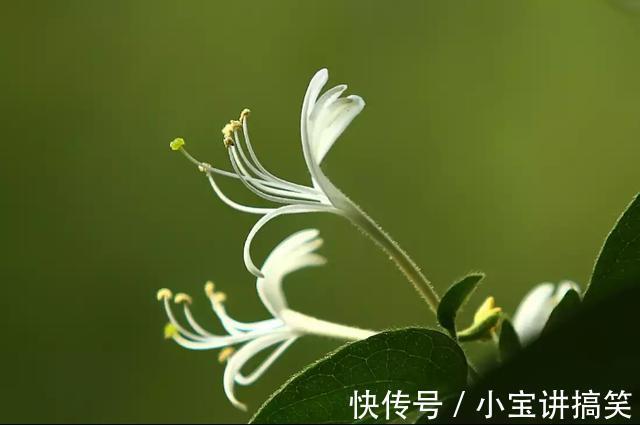 金银花茶|金银花虽好，可不是人人都能喝，此类人喝了对身体不好，得忌口