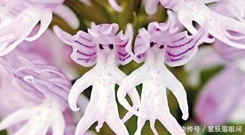 动物|花儿也疯狂,明明是花,就是不认输,非要长的和动物一模一样