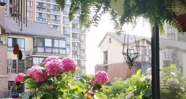 蚂蚁|花农养花为啥成本这么低学会用小苏打,几十盆都花不了2块钱