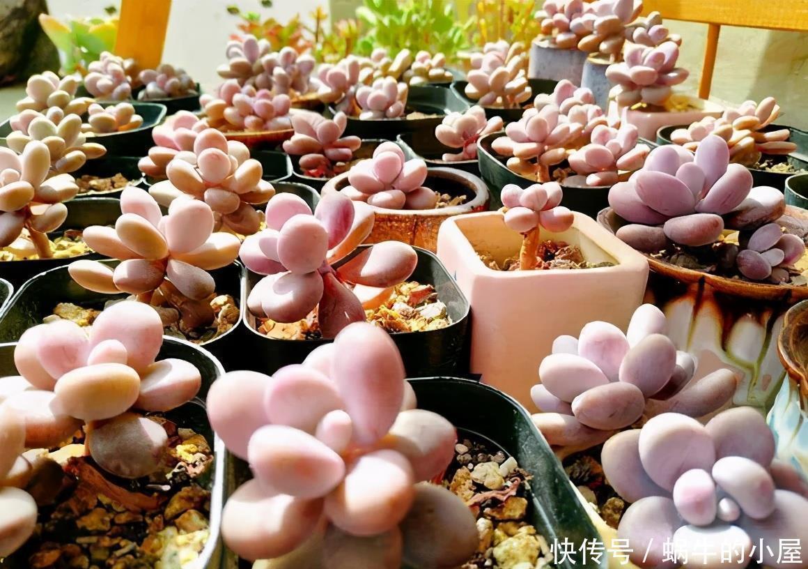 多肉|多肉“贵货”沦为大普货?注意2点,一样养成美美哒“桃蛋仙子”