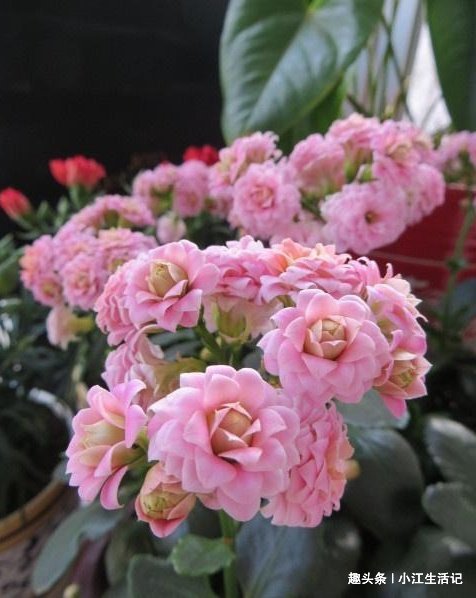 养长寿花,牢记“4要点”,叶子翠绿花期长,开花开“爆盆”