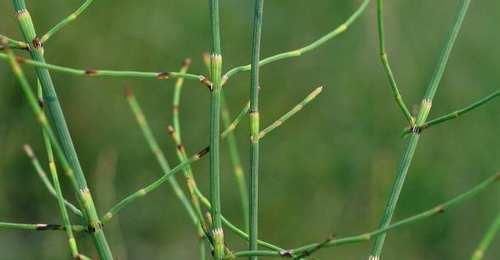 日常生活中|农村一株不起眼的野草，没想到还是我们日常生活中最重要的中草药