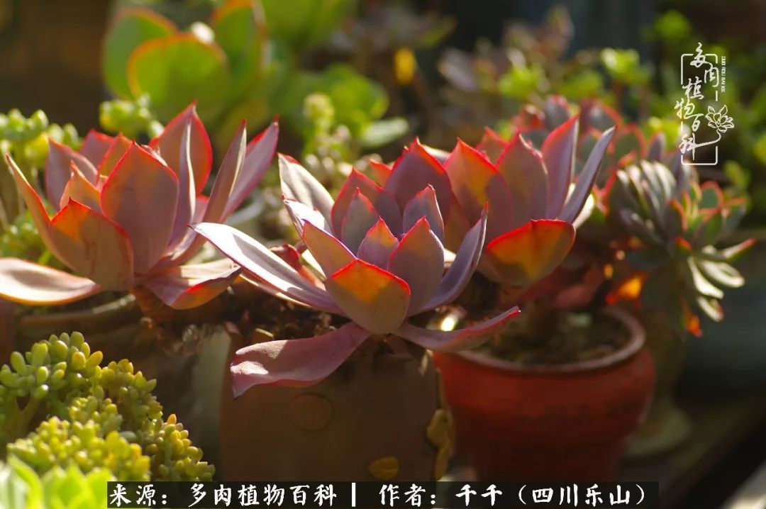 夏天日晒雨淋，秋老虎来势汹汹，你的多肉准备好逆袭了吗