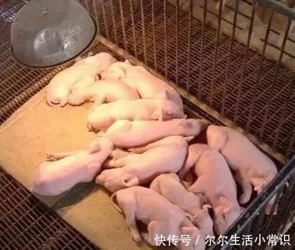 a3394|流行性腹泻已经让大面积的哺乳仔猪腹泻,还有救吗