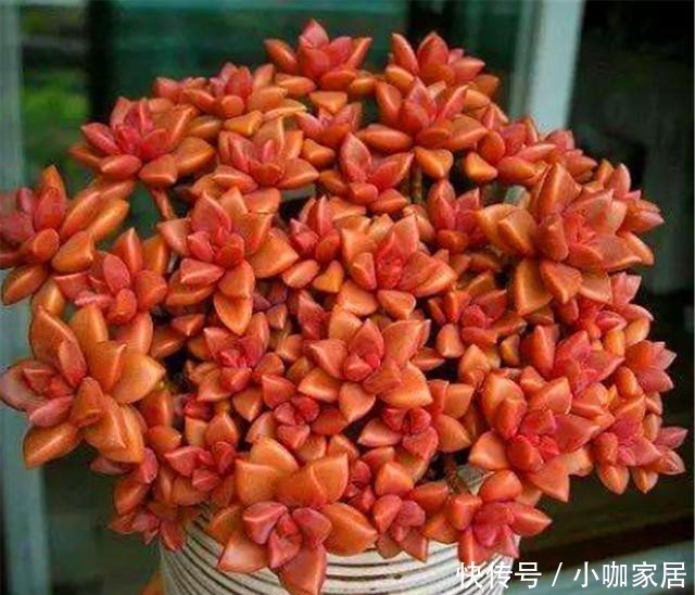 把姬胧月养成紫红色爆盆老桩并不难,3个阶段3种方法,你也可以