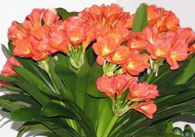 板结|想要君子兰开花，有一个小方法，叶片蹭蹭长得快，花开的漂亮极了