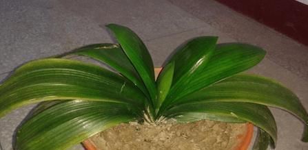 秘诀|在家老养“死亡花”这些养花秘诀，真后悔没早点告诉你