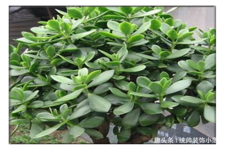 夏季玉树叶片发软，教你3招，叶片油绿枝芽冒满盆