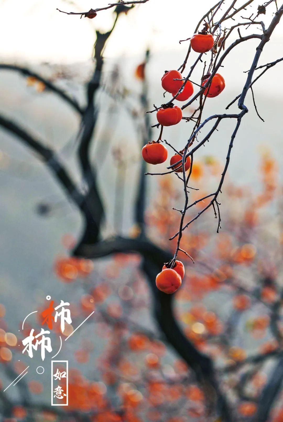 特写|图片特写｜年年岁岁，“柿柿”如意